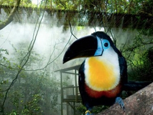 BIRDS OF EDEN